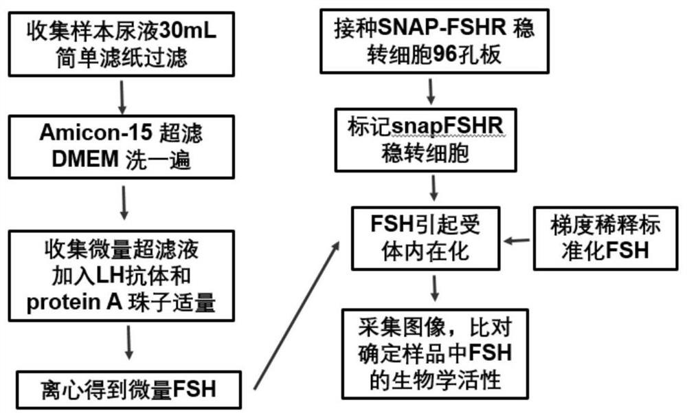 Rapid detection and diagnosis method for biological activity of in-vitro trace follicle-stimulating hormone