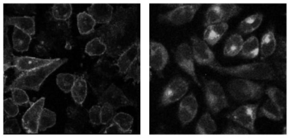 Rapid detection and diagnosis method for biological activity of in-vitro trace follicle-stimulating hormone