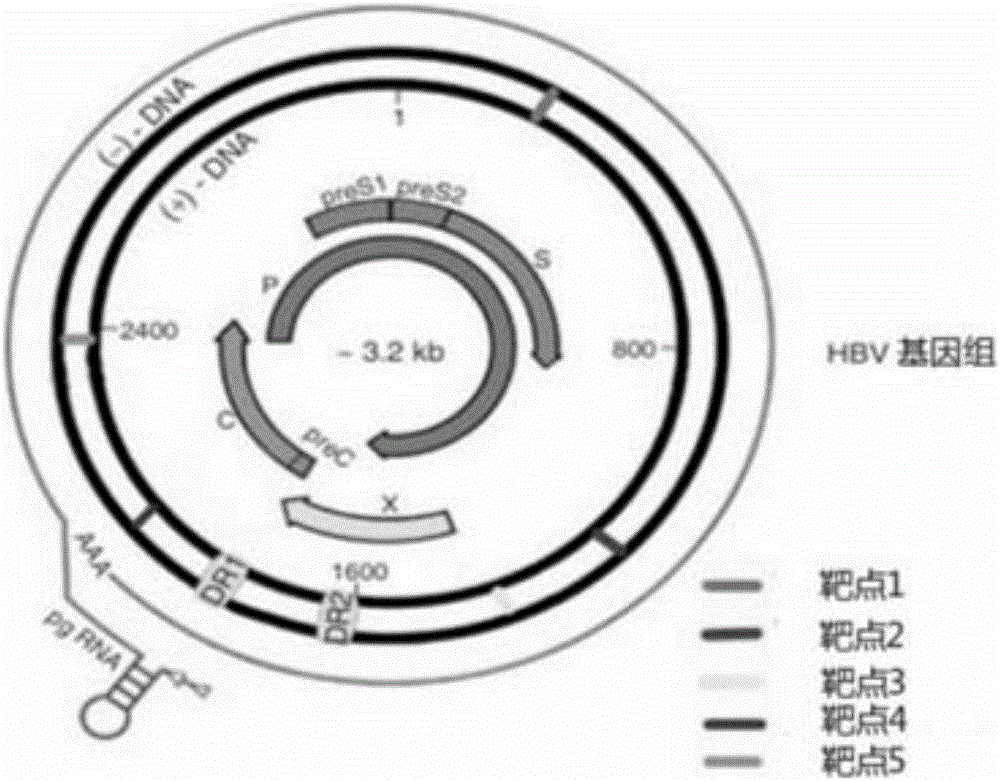 DNA, plasmid and preparation capable of directionally clearing HBV (Hepatitis B virus) ccc in hepatocyte