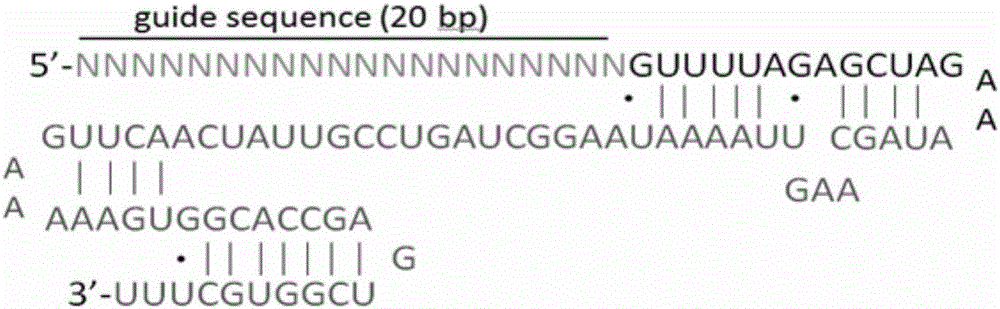 DNA, plasmid and preparation capable of directionally clearing HBV (Hepatitis B virus) ccc in hepatocyte