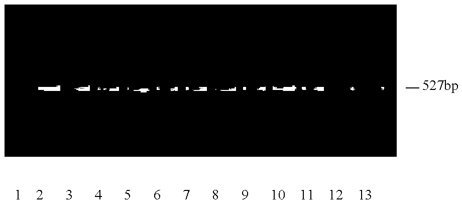 Avena nuda farnesyl diphosphate synthase gene YFPS and detection method for separation and clone, site-specific mutagenesis and enzyme functions