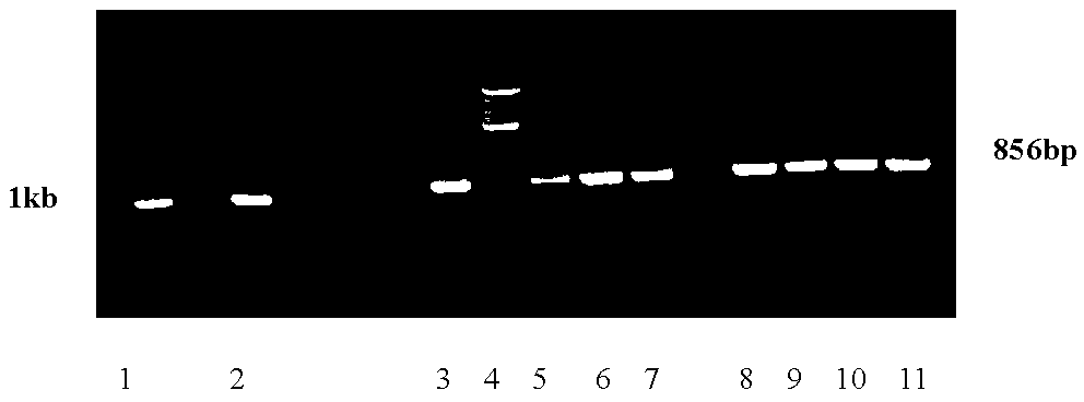 Avena nuda farnesyl diphosphate synthase gene YFPS and detection method for separation and clone, site-specific mutagenesis and enzyme functions