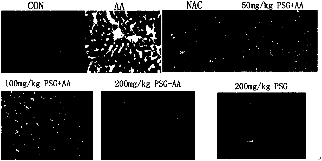 Application of ganoderma atrum polysaccharides used for preparation of medicines for protecting liver, spleen or kidney tissues of mammals under acrylamide injury conditions