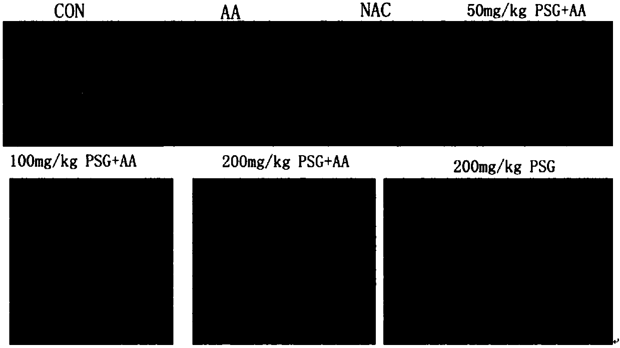 Application of ganoderma atrum polysaccharides used for preparation of medicines for protecting liver, spleen or kidney tissues of mammals under acrylamide injury conditions