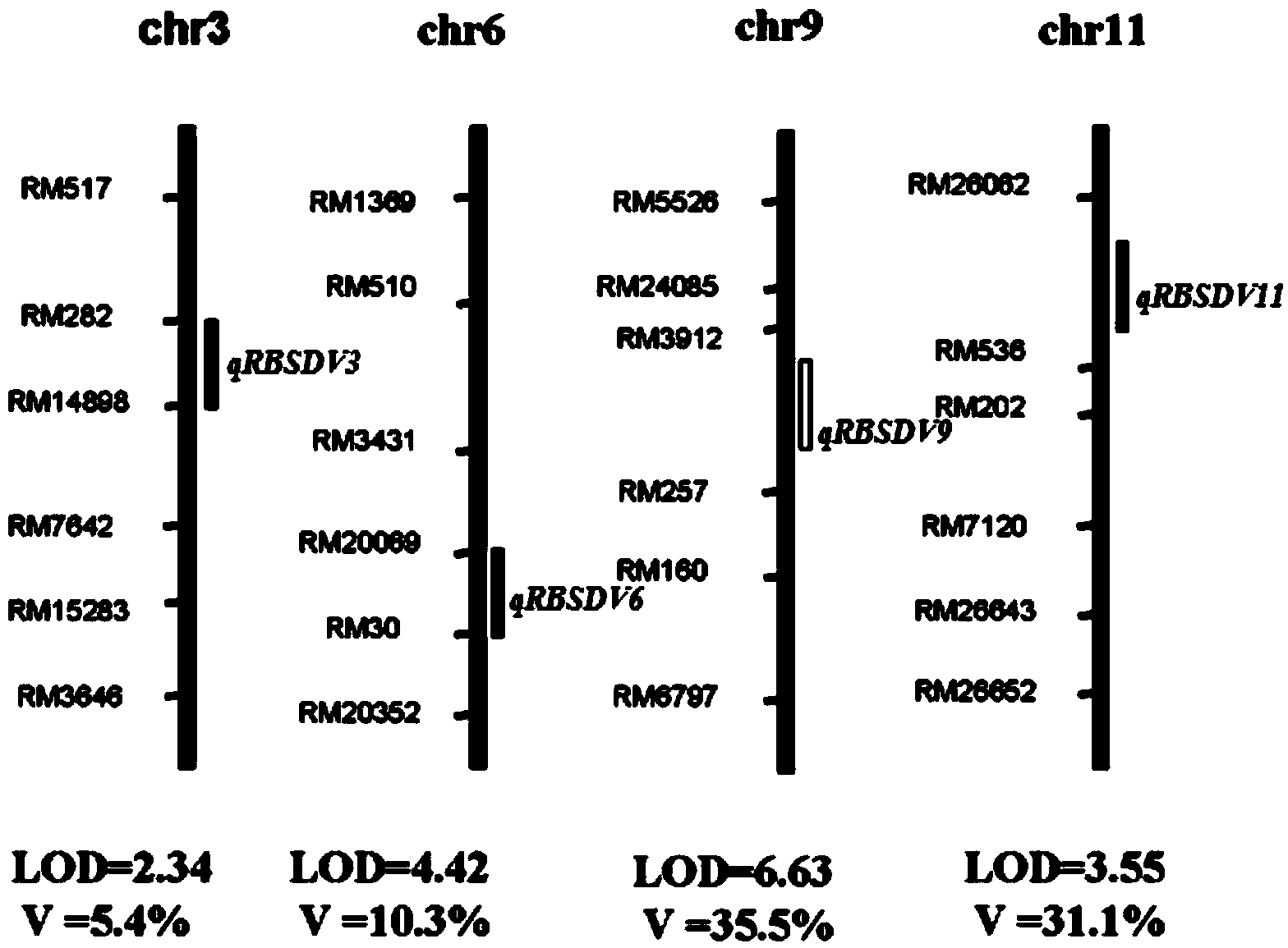 Rice black-streaked dwarf virus (RBSDV) resistant locus qRBSDV9 of rice variety 9194 and molecular marker method thereof