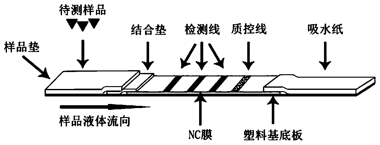 Antibody matrix detection method (MEGA method) and multiplex detection card for pathogen antigens