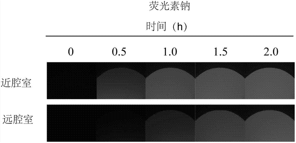 Microfluidic chip apparatus and application thereof