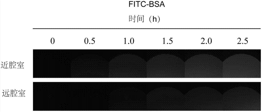 Microfluidic chip apparatus and application thereof