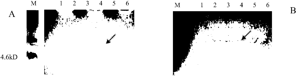 Natural antimicrobial peptides and application thereof