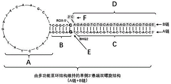 Kit capable of performing semiquantitative detection on micro ribonucleic acid 100 (microRNA100) directly