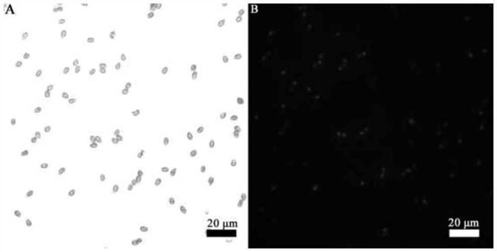 Functionalized biological hybrid micro-nano motor and preparation method thereof