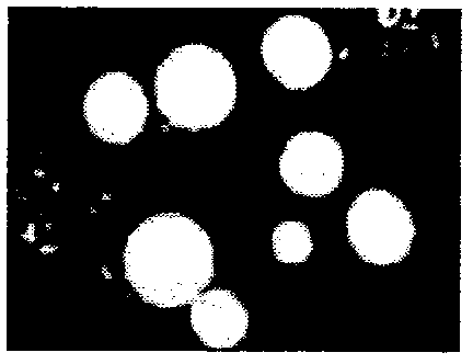 An in-situ measurement method of adherent mushroom vision based on RGB-D camera