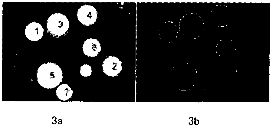 An in-situ measurement method of adherent mushroom vision based on RGB-D camera