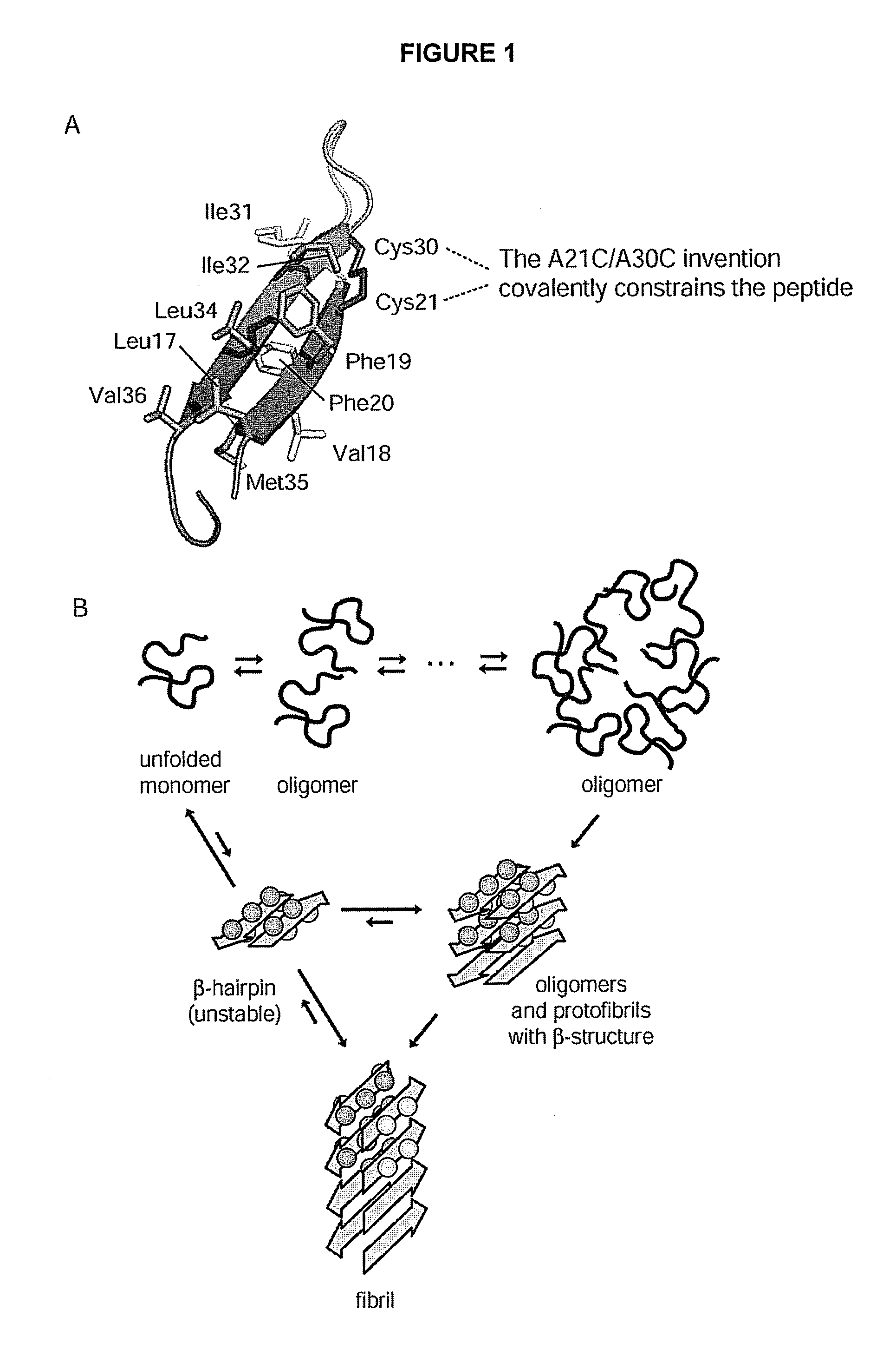 Stable amyloid beta monomers and oligomers