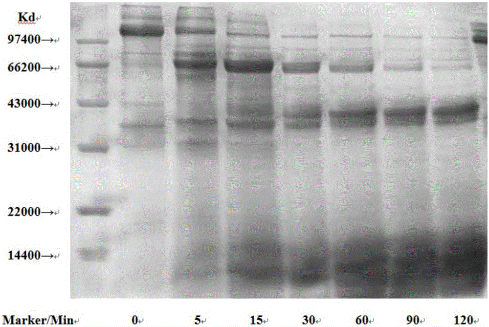 Screening method of food hypoallergenic processing modes