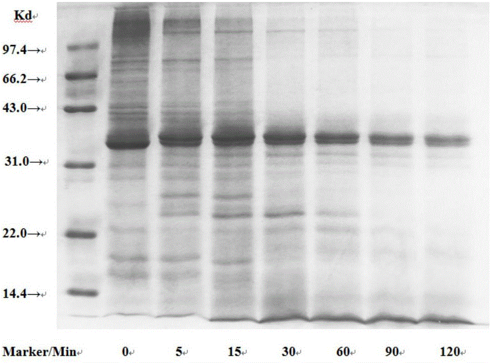 Screening method of food hypoallergenic processing modes