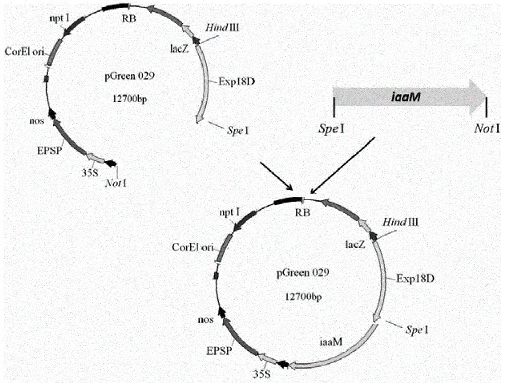 iaam gene expression vector and method for cultivating drought-resisting corn by root specific expression iaam