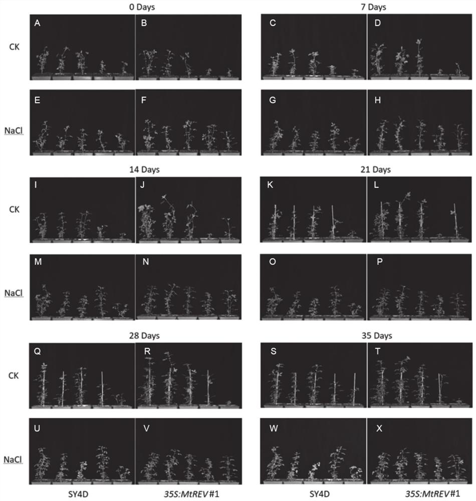 Application of medicagotruncatula gene MtREVOLUTA in improving salt tolerance of leguminous affinis forage Medicago sativa L.