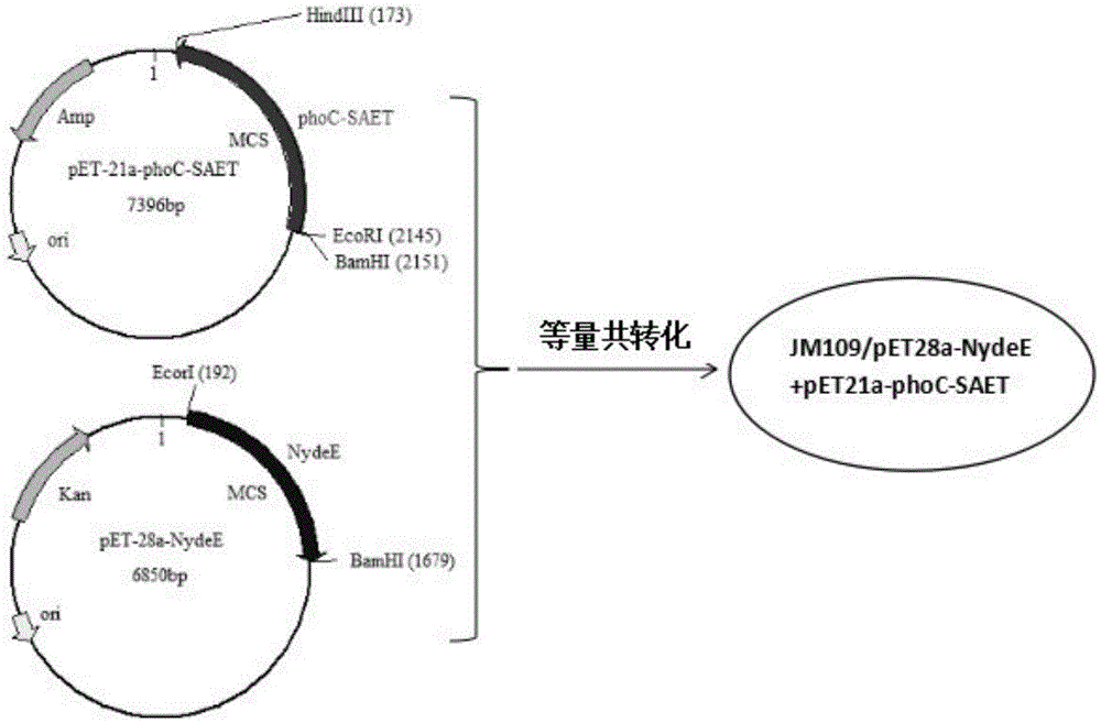 Method for increasing yield of L-alanyl-L-glutamine from recombinant escherichia coli