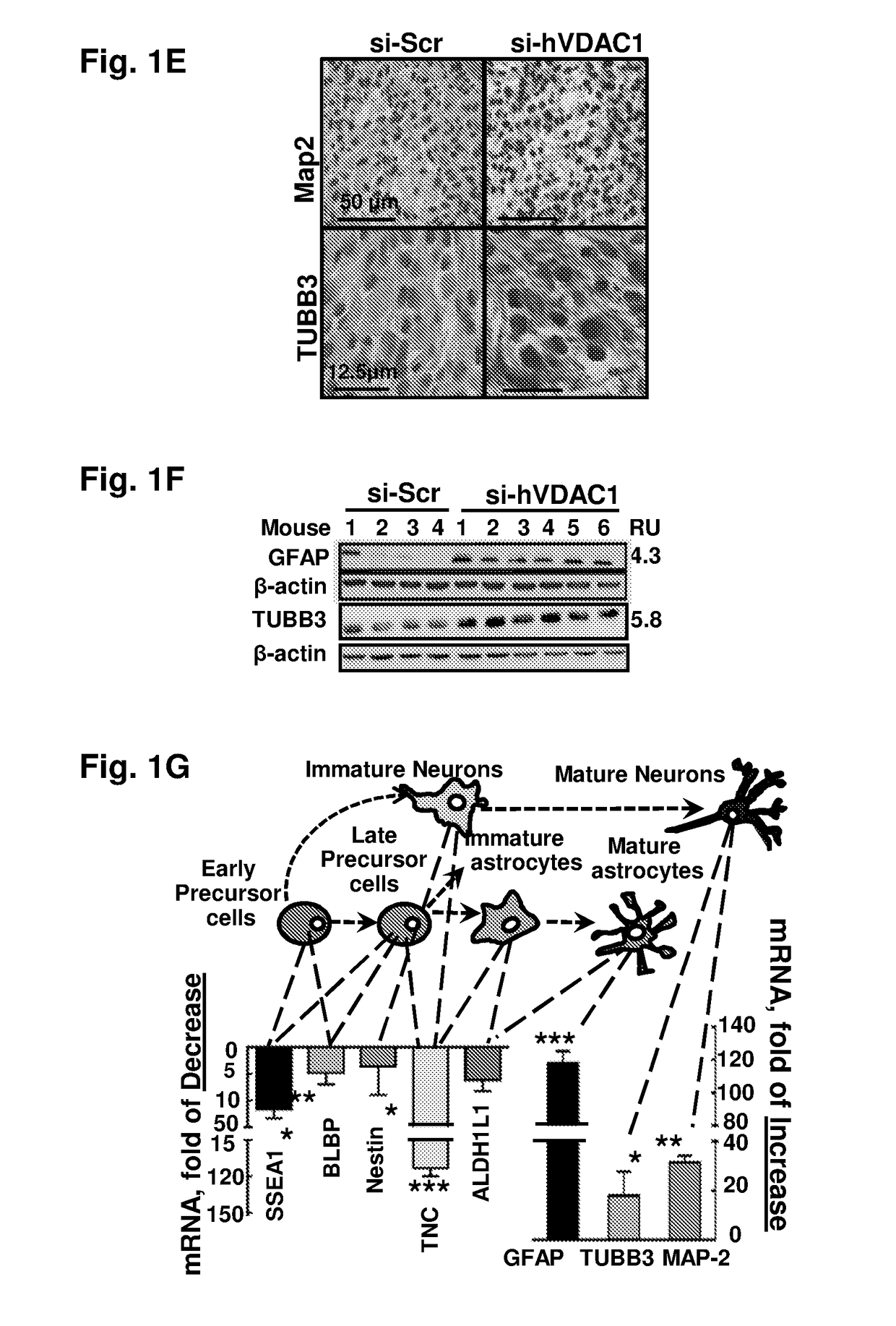 Means and methods for reducing tumorigenicity of cancer stem cells