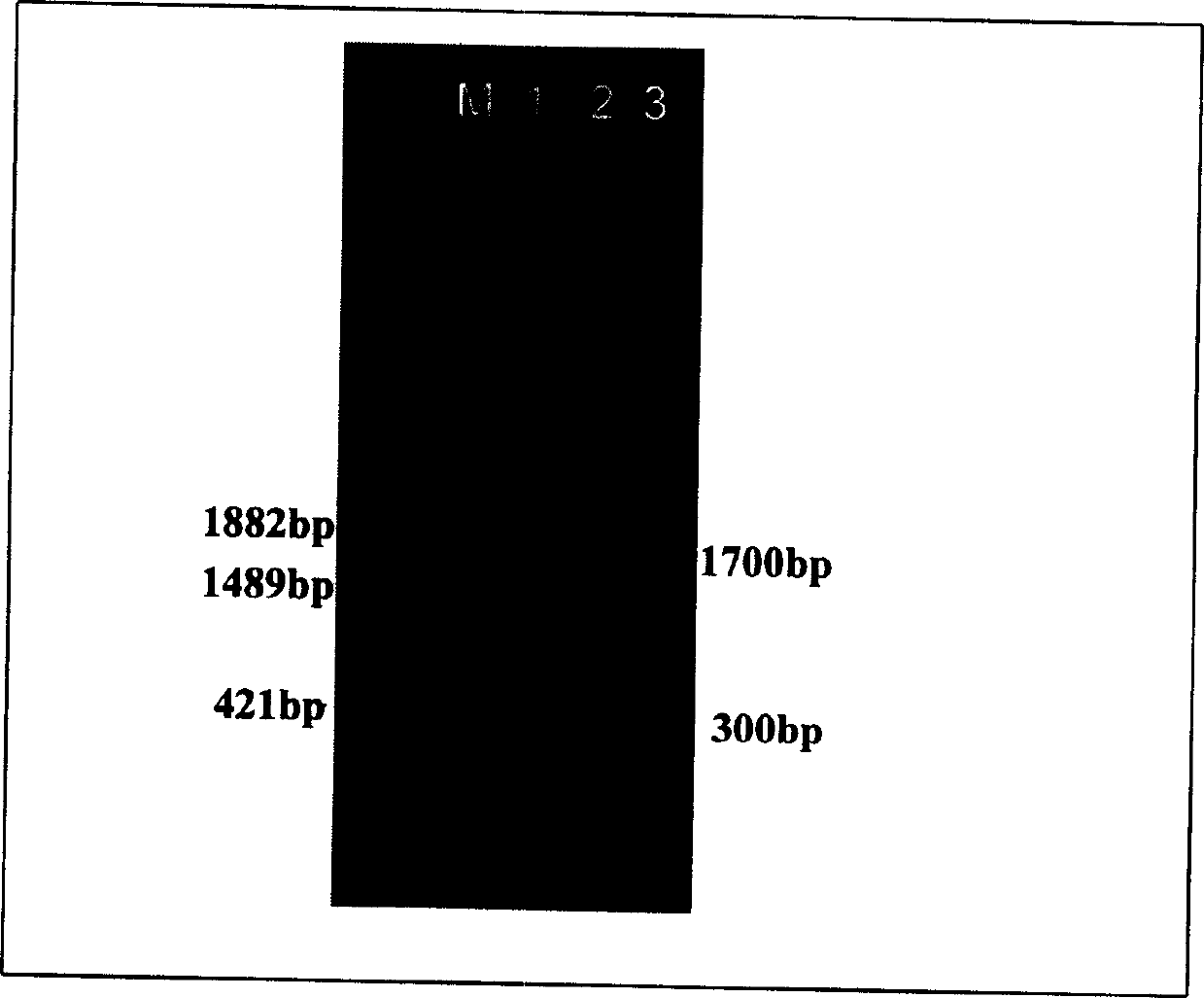 Recombined rhabdovirus containing double valence insect resisting gene