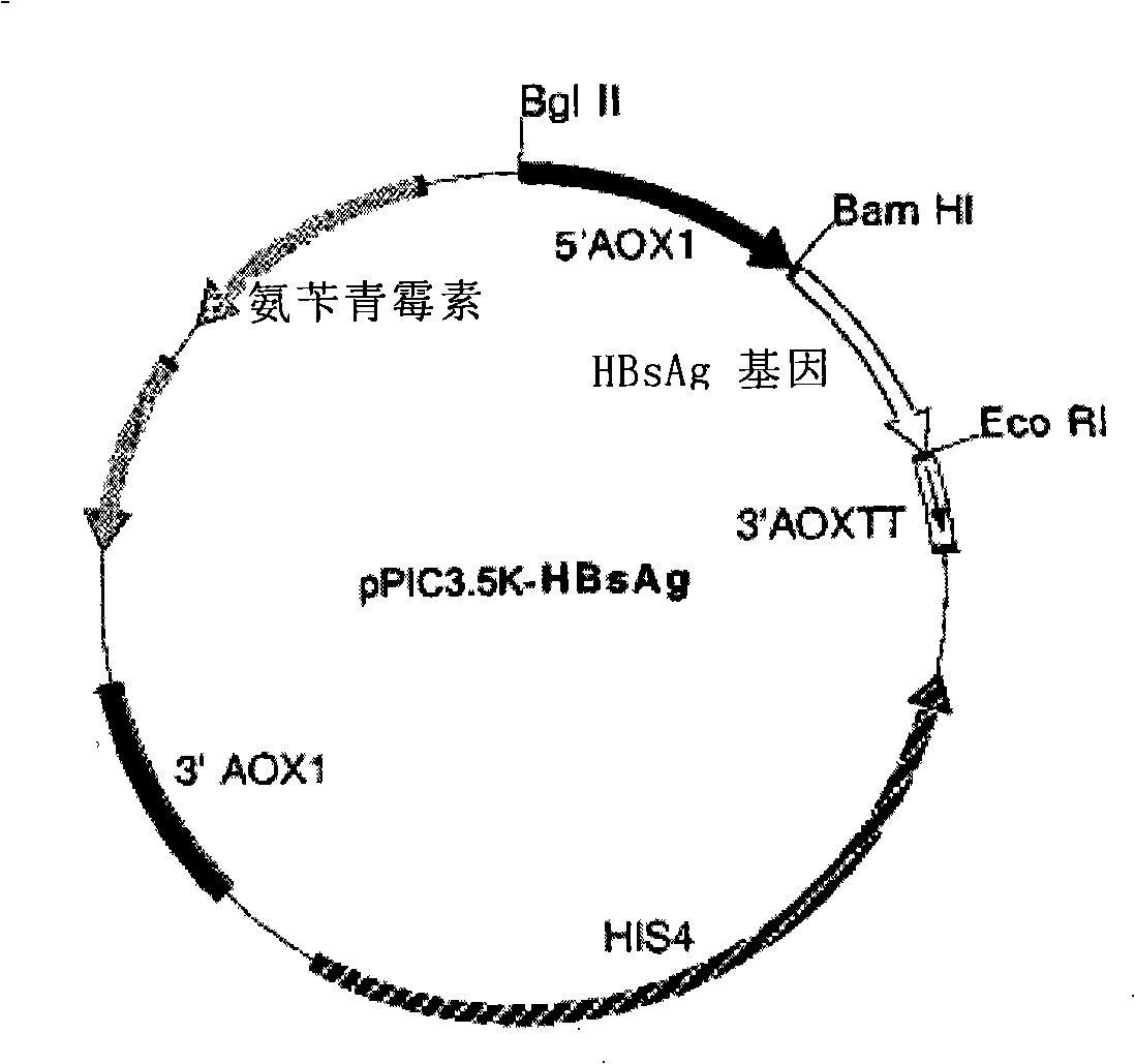 Pichia pastoris of high copy expression recombination hepatitis B surface antigen, preparation and application thereof