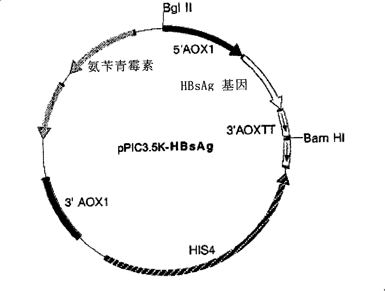 Pichia pastoris of high copy expression recombination hepatitis B surface antigen, preparation and application thereof