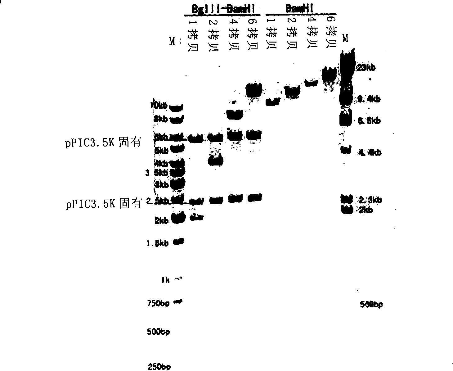 Pichia pastoris of high copy expression recombination hepatitis B surface antigen, preparation and application thereof