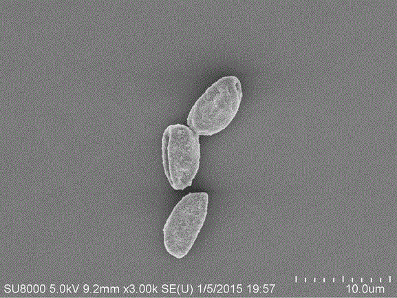 A strain of Trichosporium yeast and its application in the synthesis of gold nanoparticles