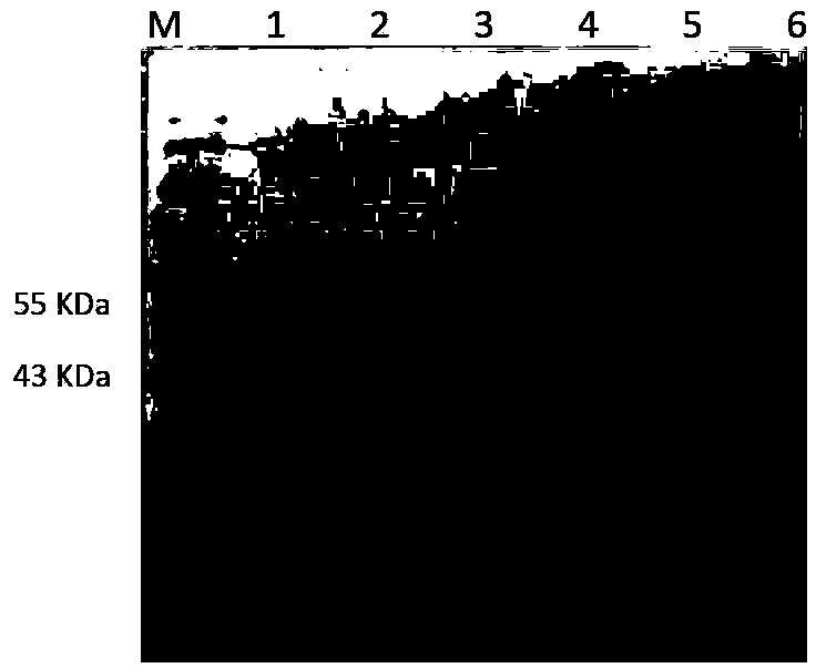 Anti-mycoplasma bovis monoclonal antibody, hybridoma cell strain secreting monoclonal antibody and application