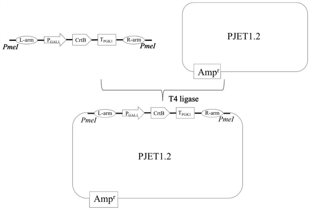 Mutant strains for realizing universal enzyme catalytic functional diversity and construction methods thereof