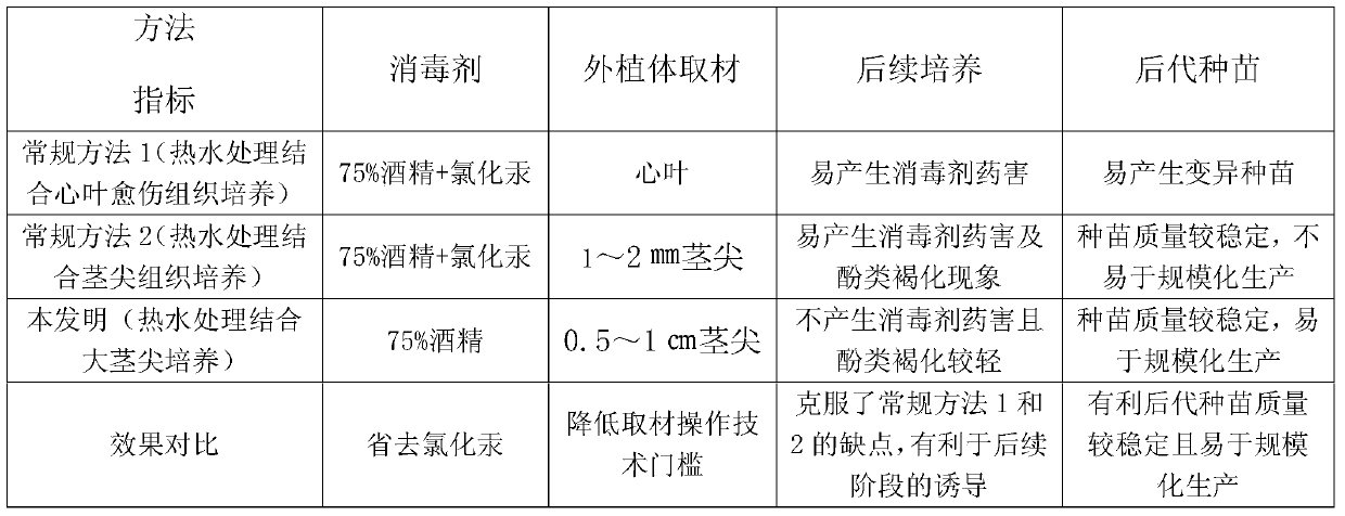 Preparation method of aseptic explants of detoxified healthy seedlings of sugarcane