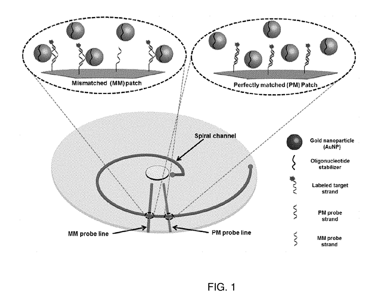 Methods and Apparatus for Nanoparticle-assisted Nucleic Acid Amplification, Hybridization and Microarray Analysis