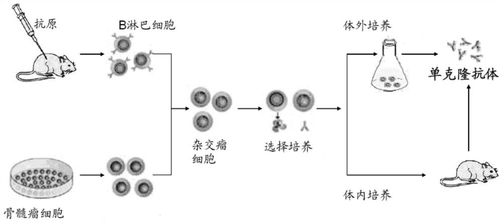 Reagent strip for quantitative combined detection of follicle-stimulating hormone and luteinizing hormone and its application method