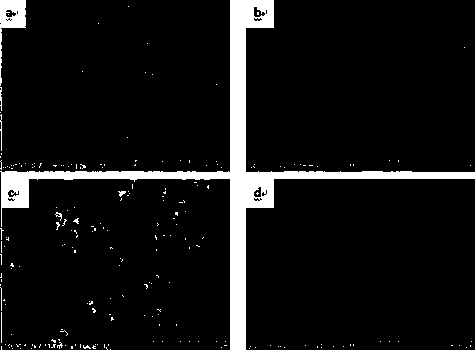 Conductive polymer coated Prussian blue sodium ion battery positive electrode material and preparation method thereof