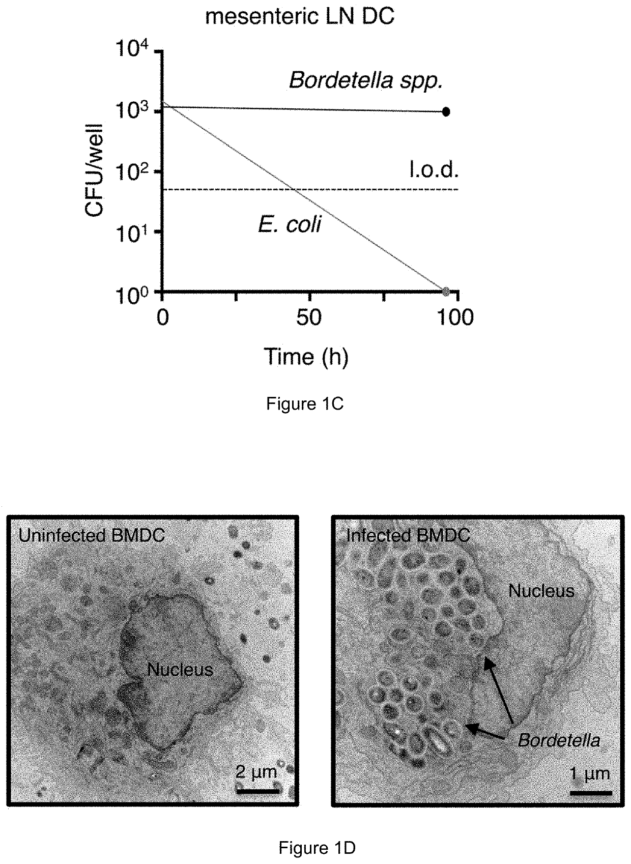 Probiotic compositions and methods of use