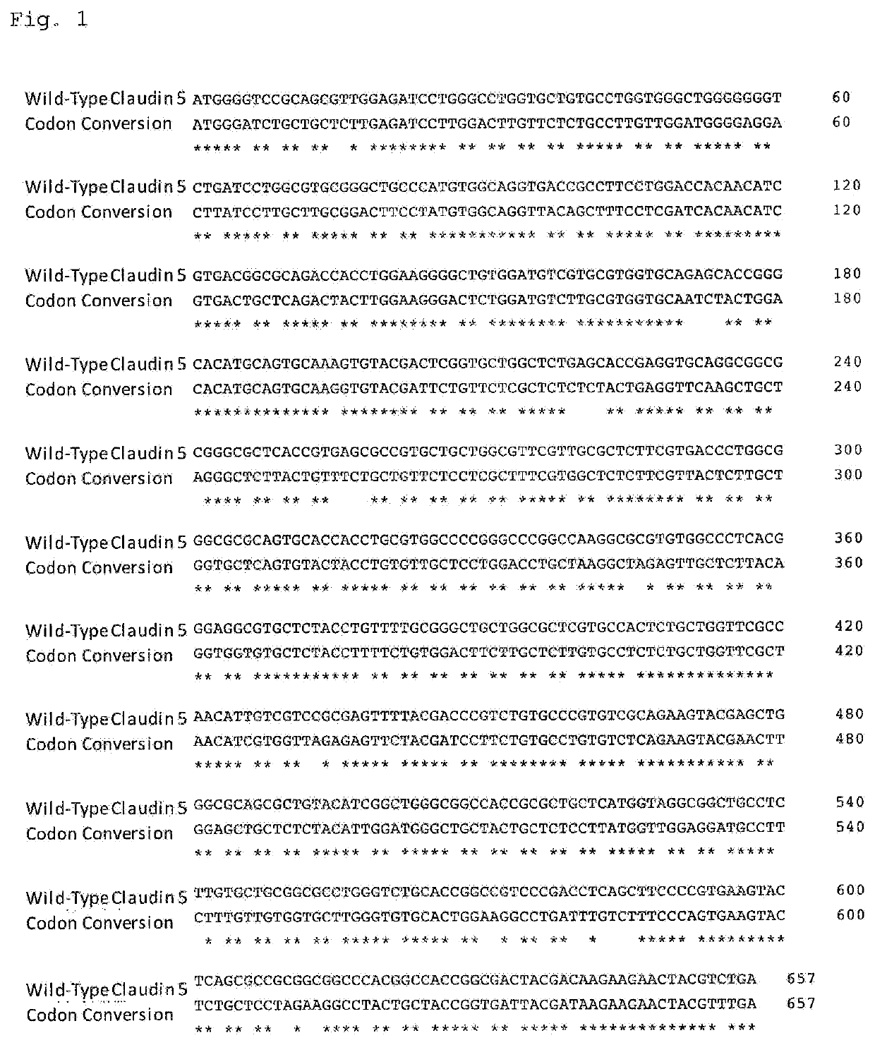 Claudin 5 ANTIBODY, AND MEDICINE CONTAINING SAID ANTIBODY