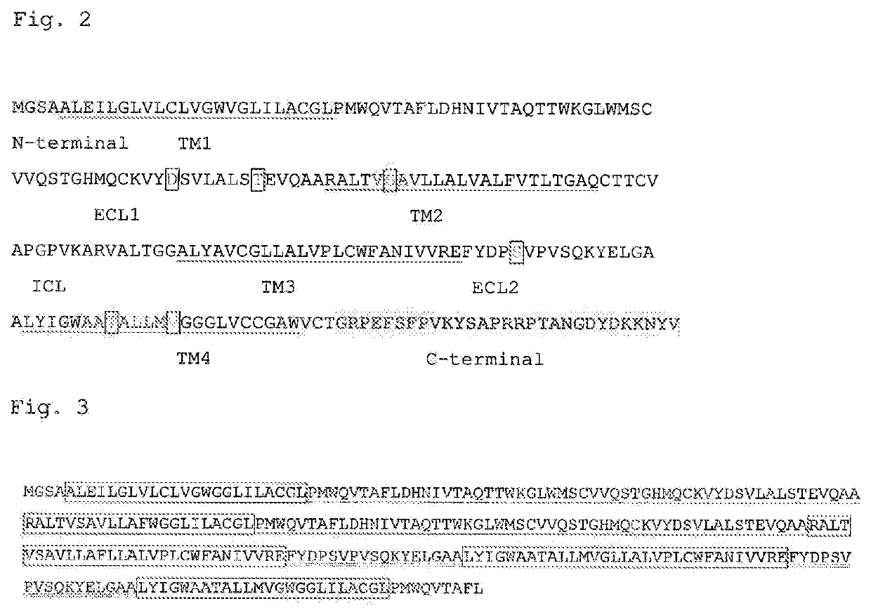 Claudin 5 ANTIBODY, AND MEDICINE CONTAINING SAID ANTIBODY