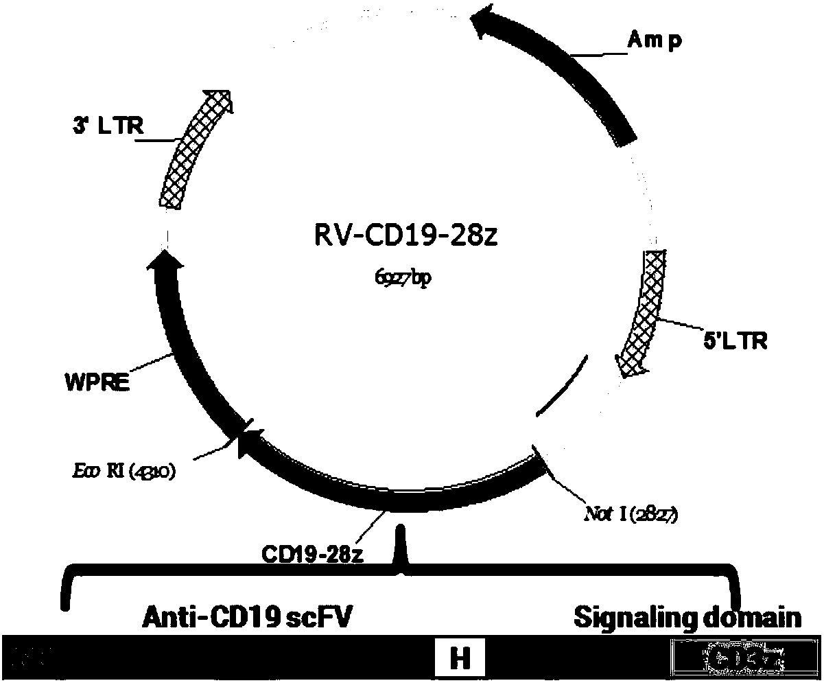 Method for cultivating T memory stem cells