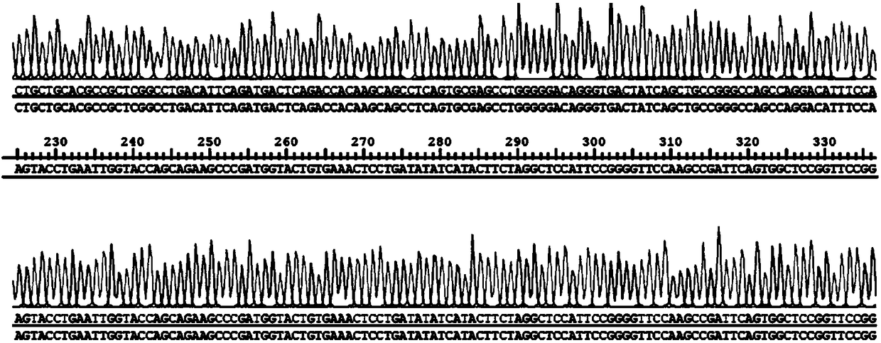 Method for cultivating T memory stem cells