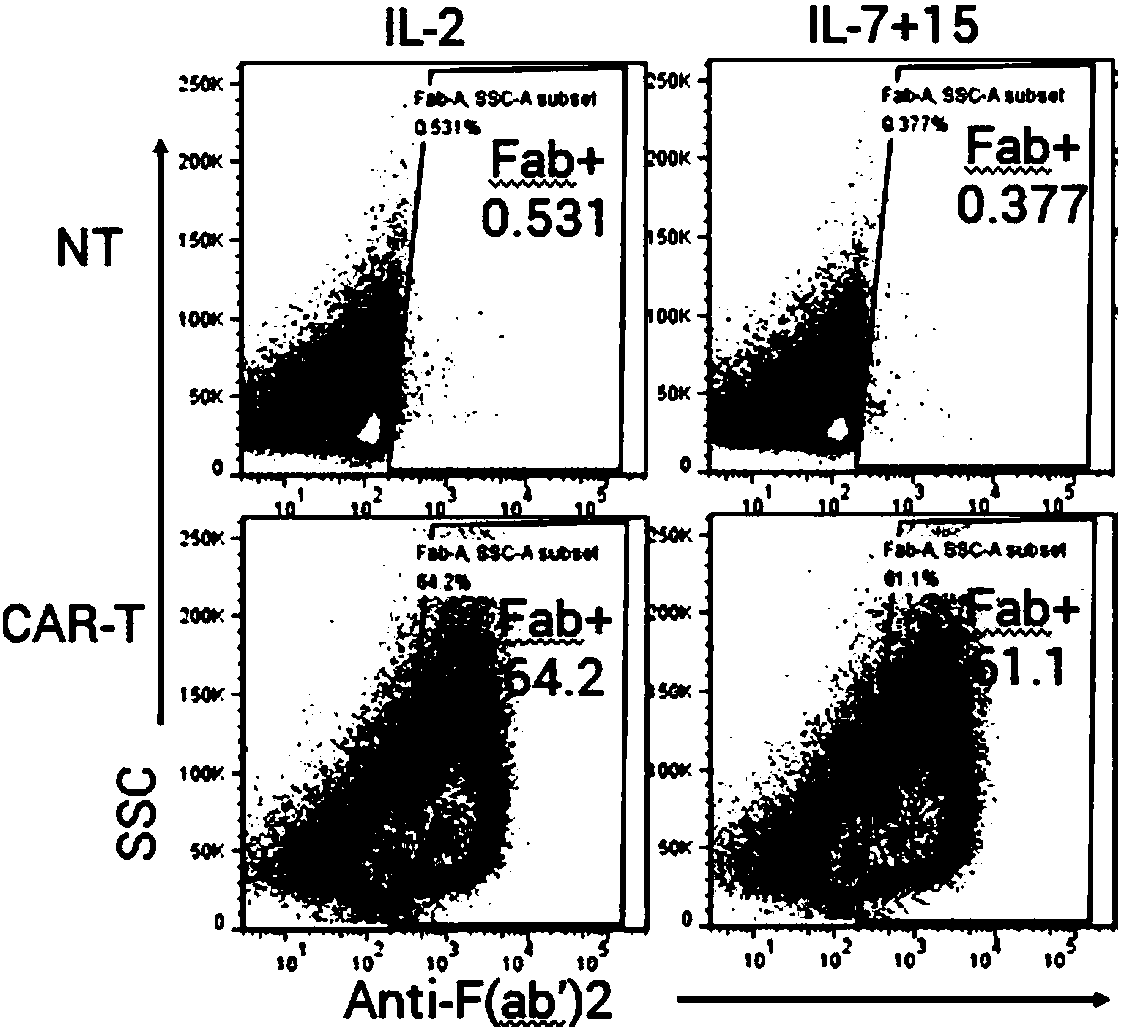 Method for cultivating T memory stem cells