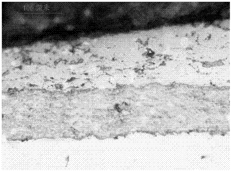 Composite gradient coating thermally sprayed on surface of screw rod of injecting and molding machine and a method for preparing same