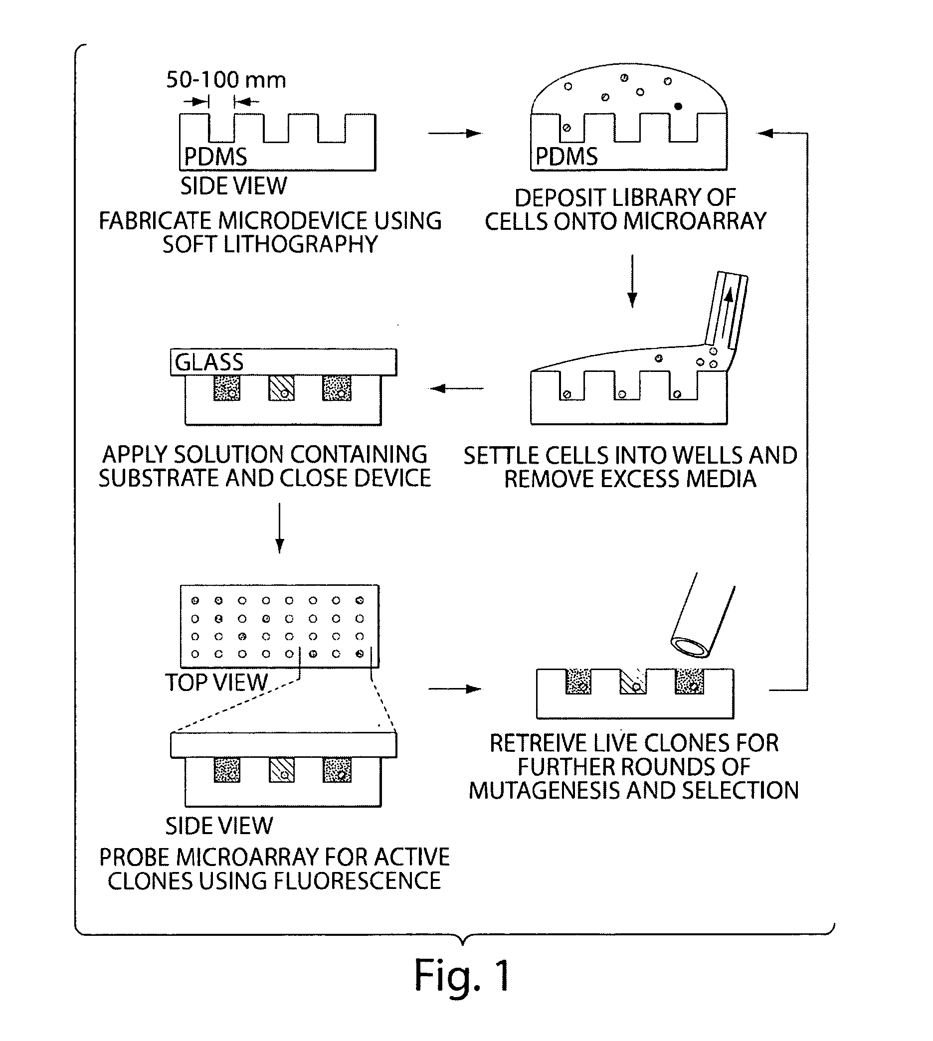 Compositions and Methods for Spatial Separation and Screening of Cells