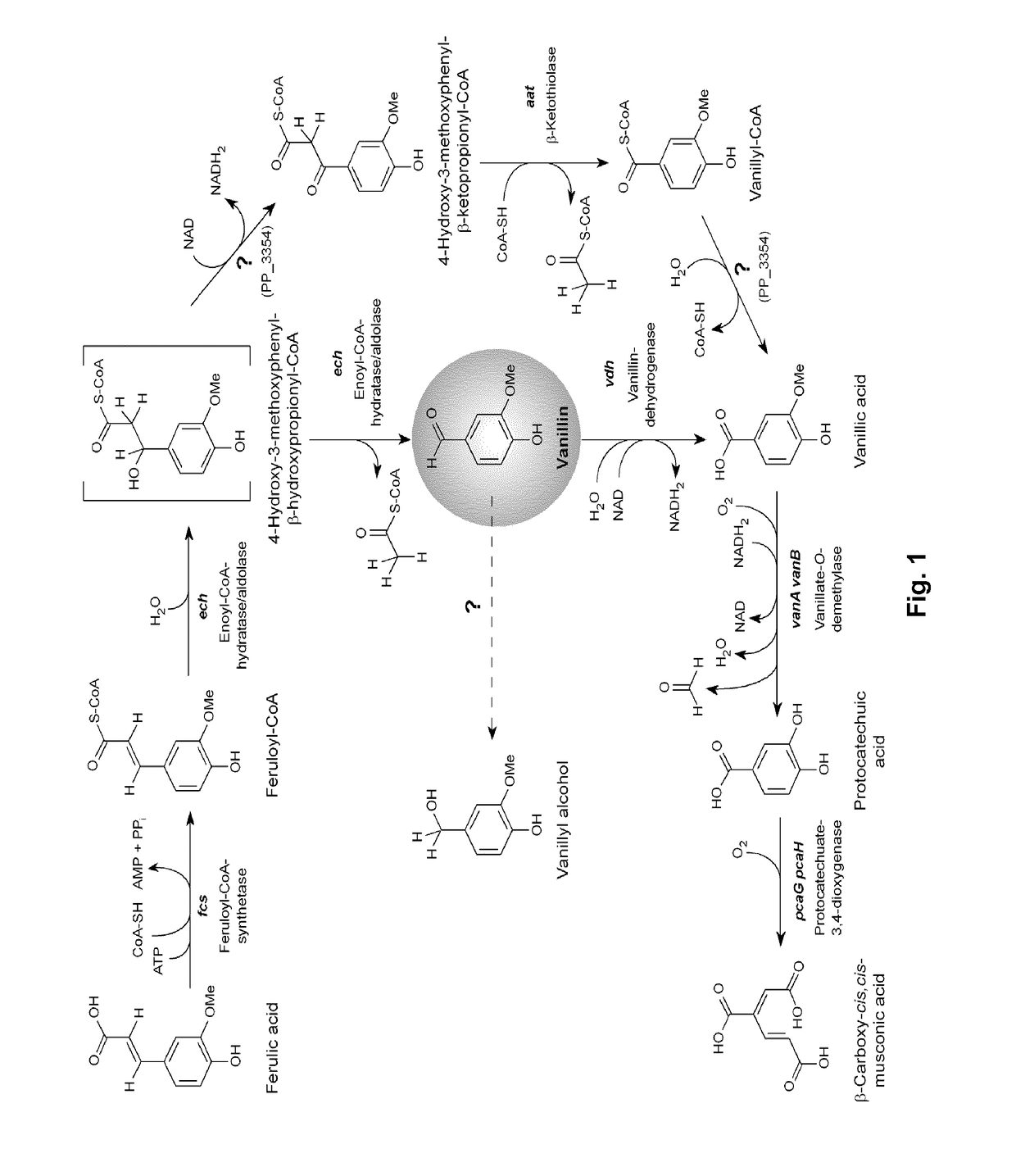 Genetic engineering of <i>Pseudomonas putida </i>KT2440 for rapid and high yield production of vanillin from ferulic acid