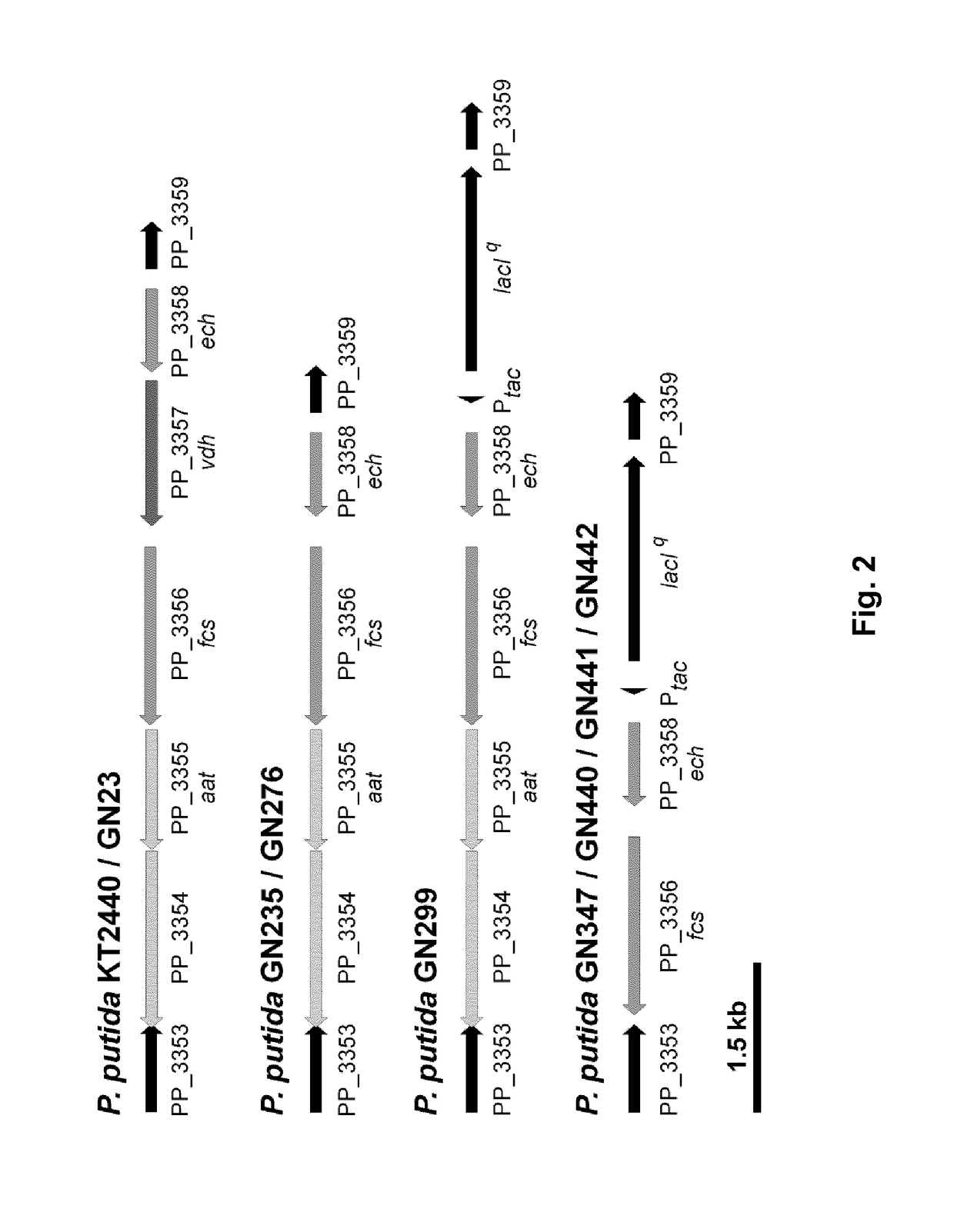 Genetic engineering of <i>Pseudomonas putida </i>KT2440 for rapid and high yield production of vanillin from ferulic acid