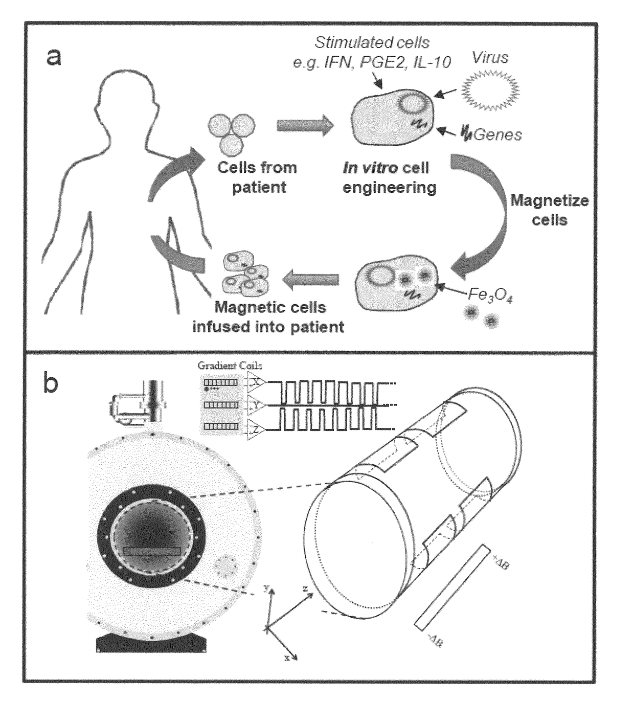 Oncolytic Herpes Simplex Virus Infected Cells