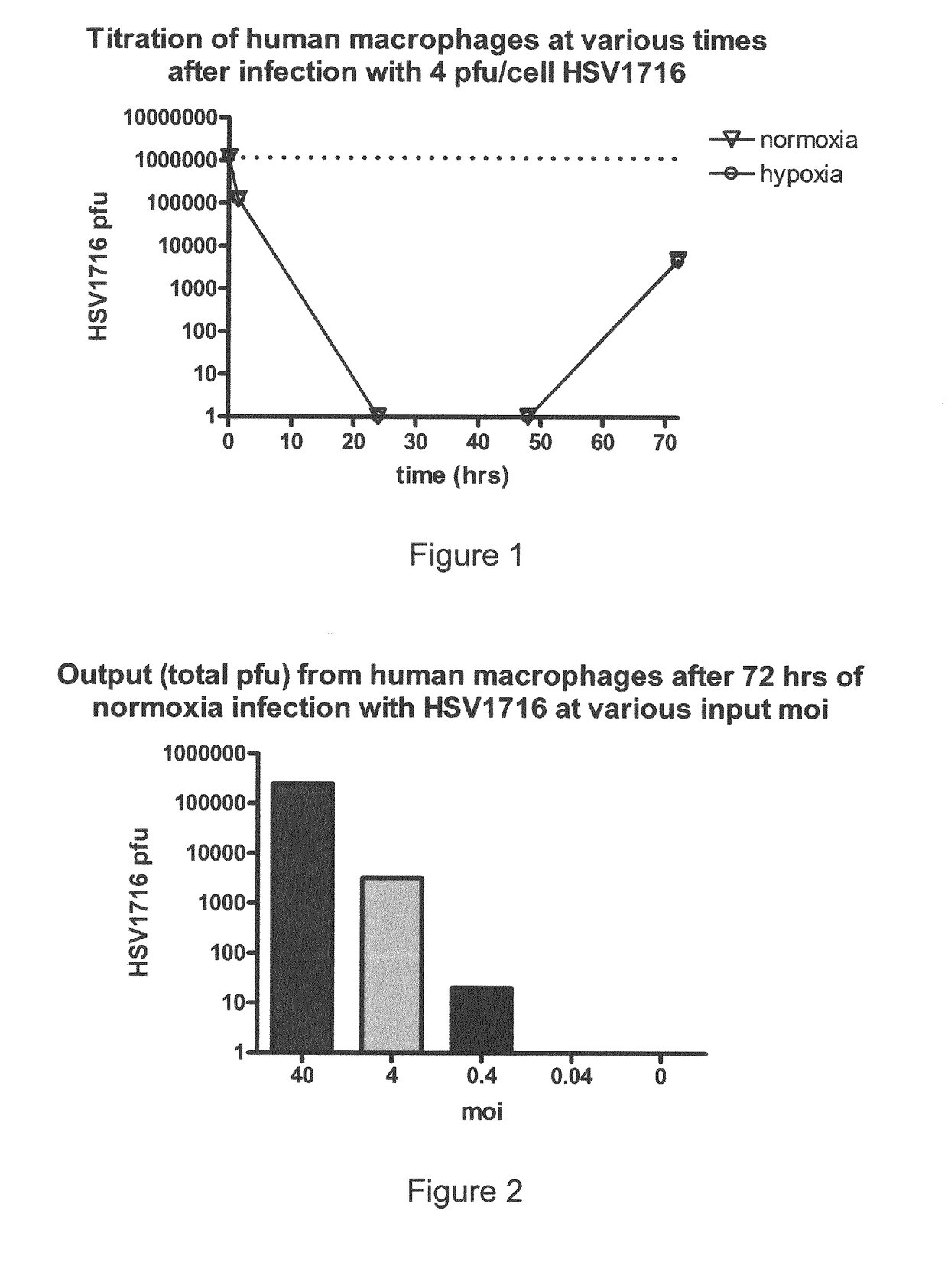 Oncolytic Herpes Simplex Virus Infected Cells