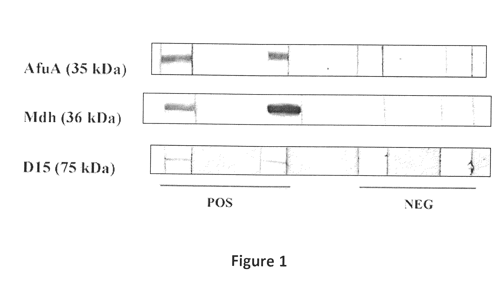 Brucella Abortus Proteins and Methods of Use Thereof