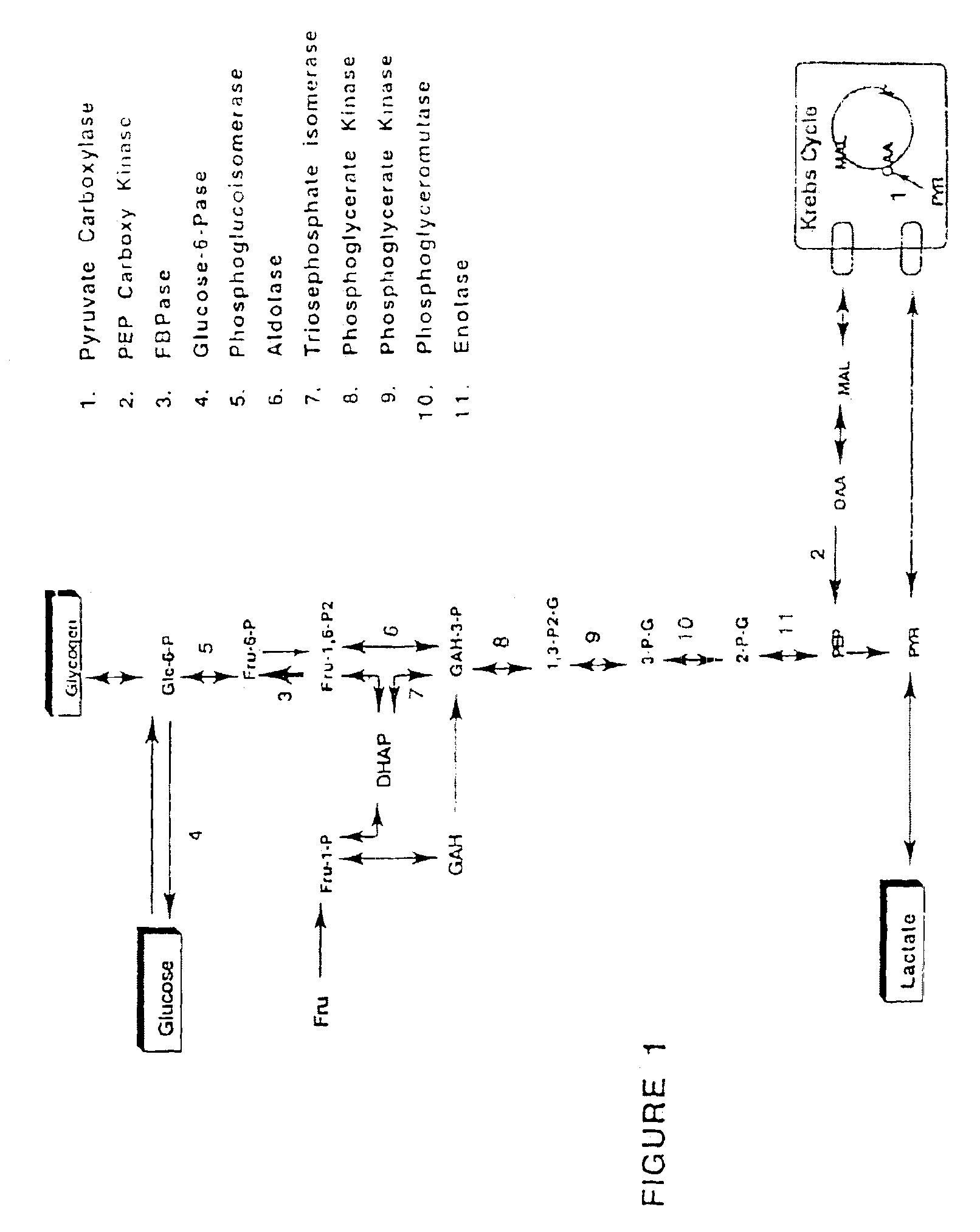 Purine inhibitors of fructose-1,6-bisphosphatase