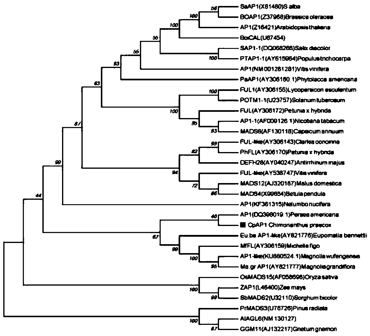 Calycanthus praecox gene CpAP1, protein for encoding gene and application